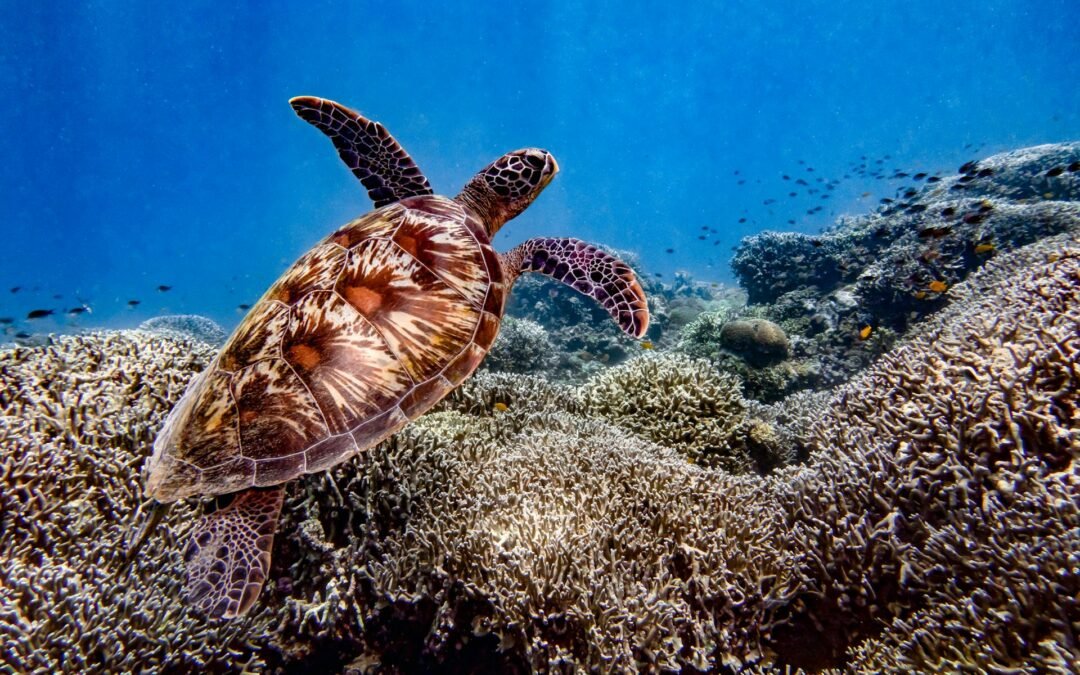 Nadar con Tortugas en Akumal: La Guía Completa 2026 + Cómo Hacerlo Desde el Aeropuerto