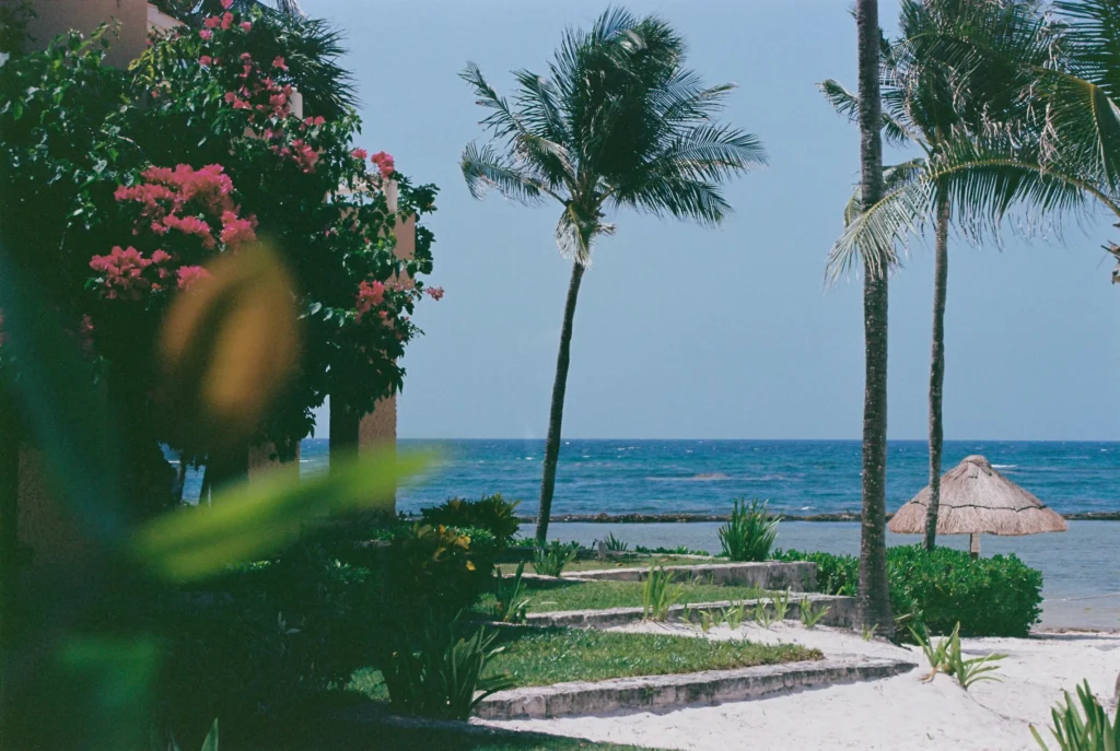 Transporte privado desde el aeropuerto de Cancún a Puerto Aventuras 2 Palmeras y buganvillas rosas con vistas a una playa con una sombrilla de paja y el mar en Puerto Aventuras