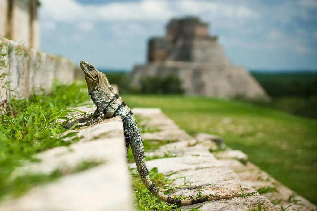 Tour privado a Tulum 8 marv watson E ZF5s6L Kk unsplash